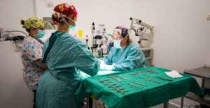 Chirurgia veterinaria piccoli animali Versilia Forte dei Marmi