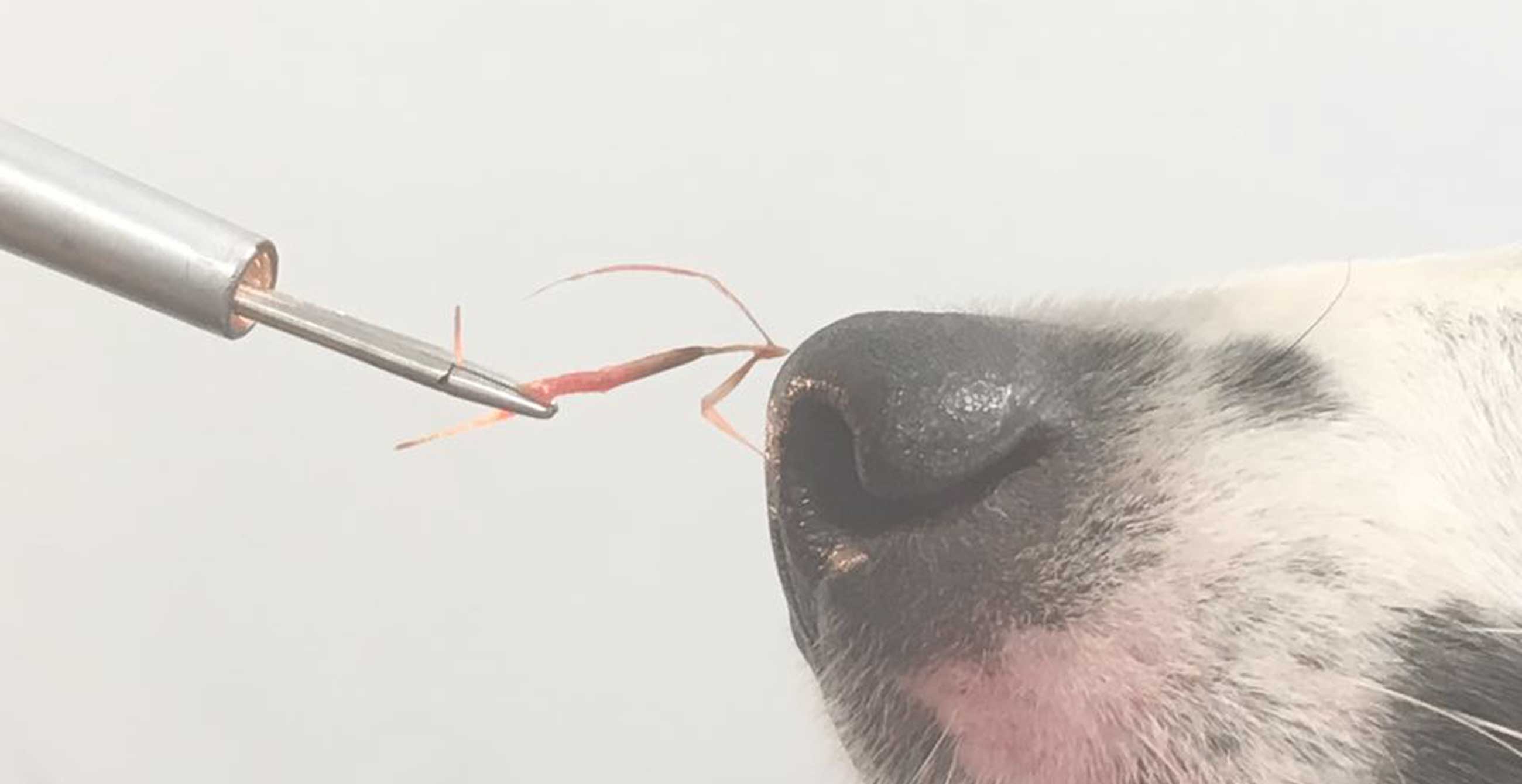 Clinica medicina d'urgenza animali