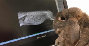 Ecografia veterinaria animali domestici cane gatto
