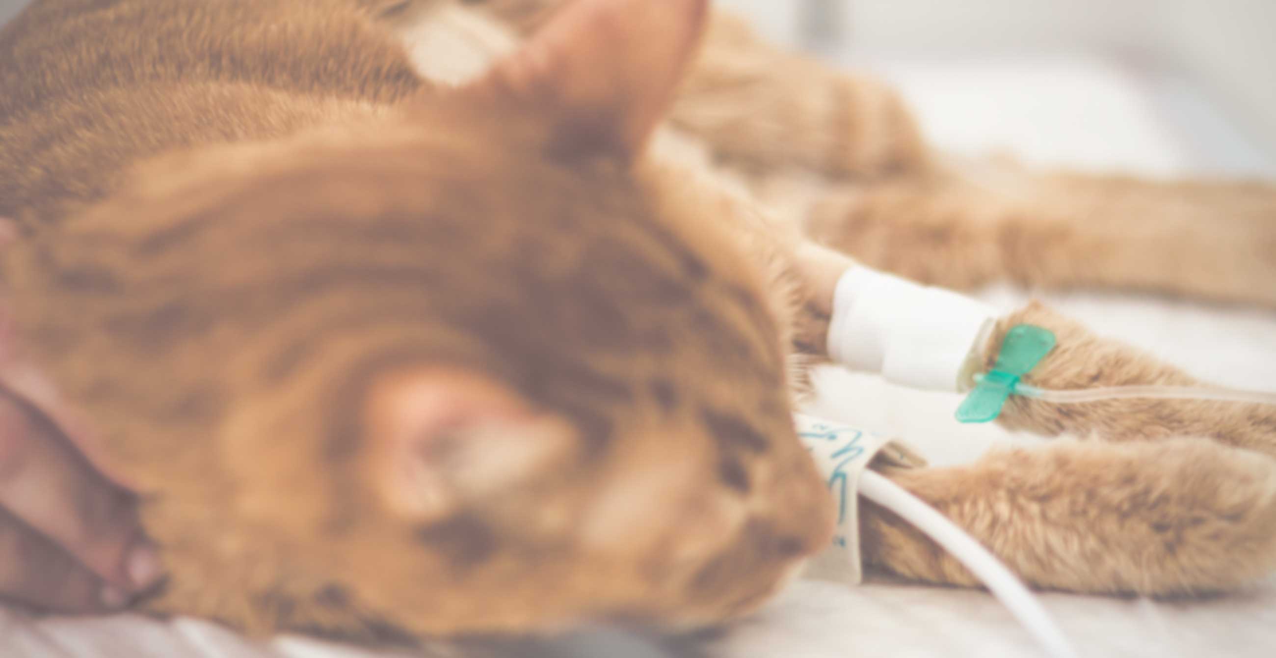 Oncologia chemioterapia animali