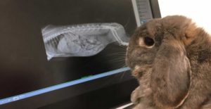 Servizi veterinario Versilia Massa