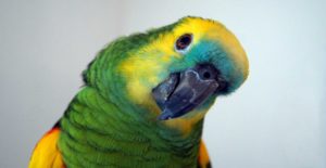 Veterinario per animali esotici Versilia Lucca