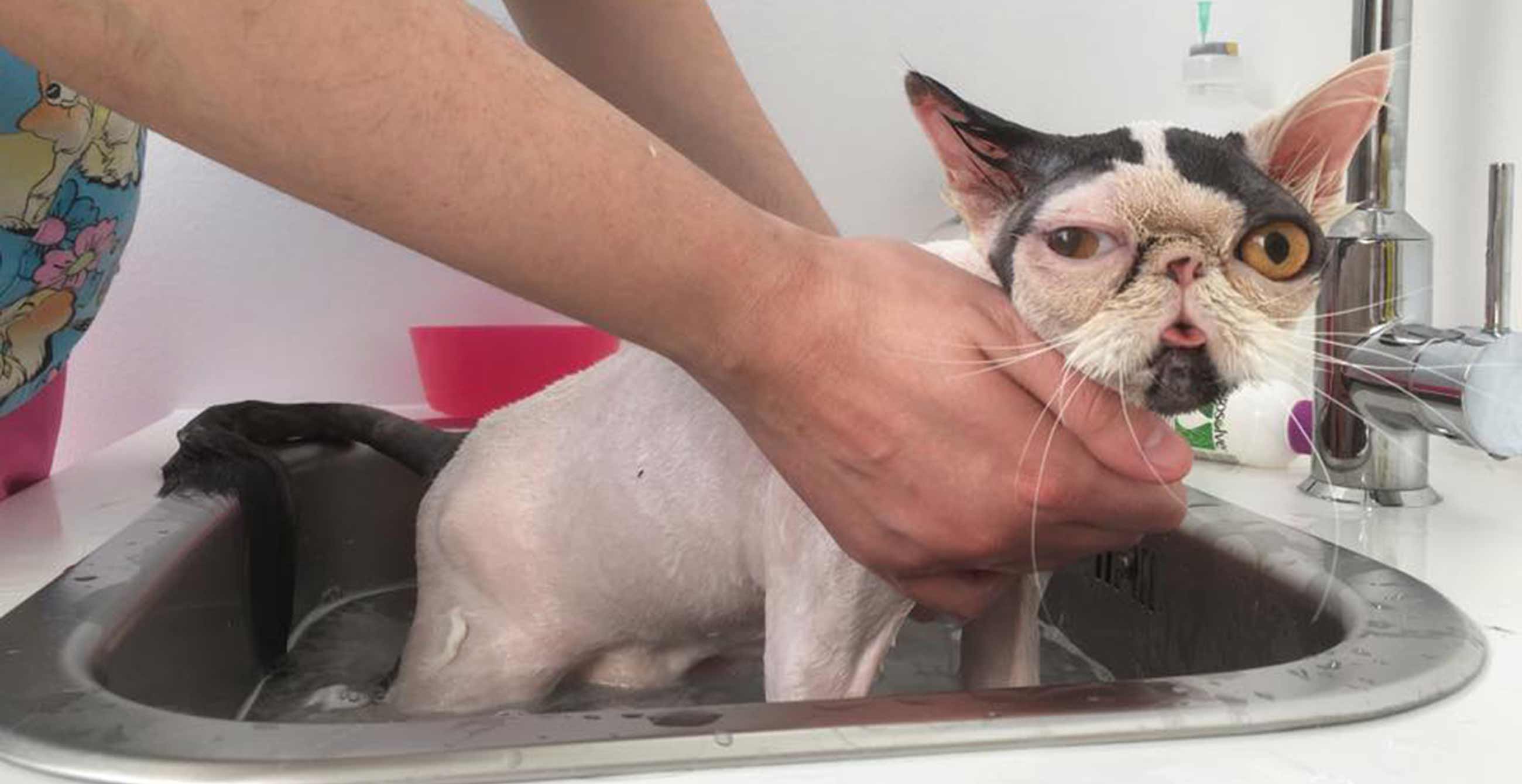 Veterinario specializzato dermatologia animali