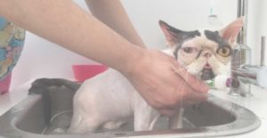 Veterinario specializzato dermatologia animali