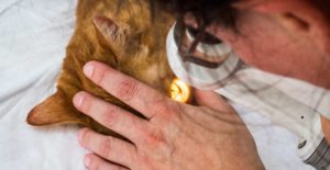 Visite oculistiche animali veterinario in Toscana