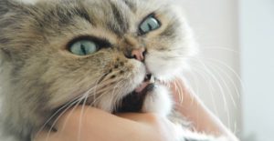 Odontostomatologia veterinaria Pisa