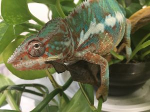 Camaleonte (Animali esotici)