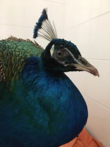 Pavone (Animali esotici)